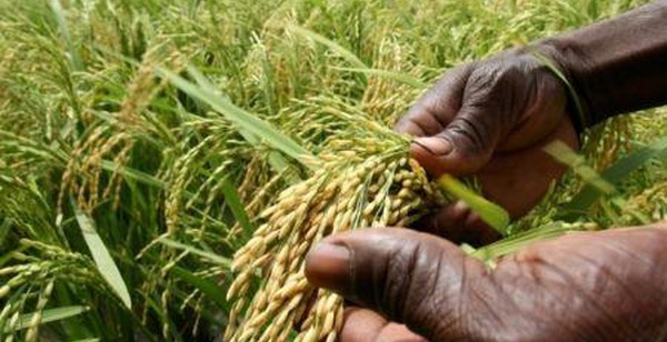 Riz : face à une demande croissante, l’Afrique mise sur la recherche et l’innovation