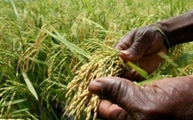 Riz : face à une demande croissante, l’Afrique mise sur la recherche et l’innovation