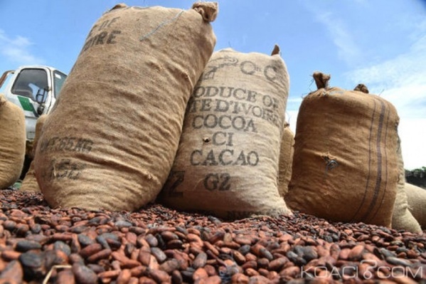 Cacao : pourquoi le Ghana augmente son prix quand Abidjan le divise par deux Cacao : pourquoi le Ghana augmente son prix quand Abidjan le divise par deux