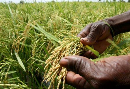 Riz : face à une demande croissante, l’Afrique mise sur la recherche et l’innovation