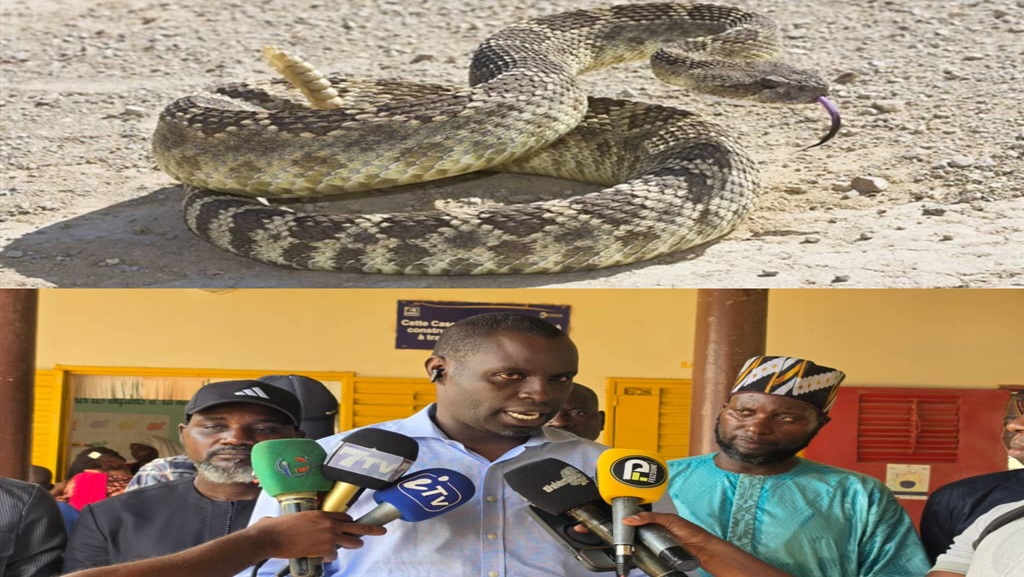 Thiénaba en alerte : une vague de morsures de serpents sème la panique