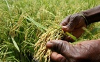 Riz : face à une demande croissante, l’Afrique mise sur la recherche et l’innovation