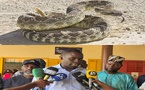 Thiénaba en alerte : une vague de morsures de serpents sème la panique