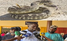 Thiénaba en alerte : une vague de morsures de serpents sème la panique