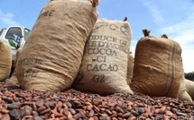 Cacao : pourquoi le Ghana augmente son prix quand Abidjan le divise par deux